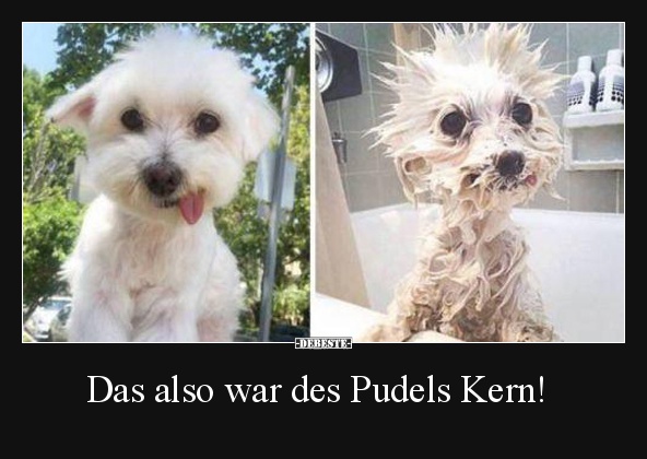 Das also war des Pudels Kern! - Lustige Bilder | DEBESTE.de