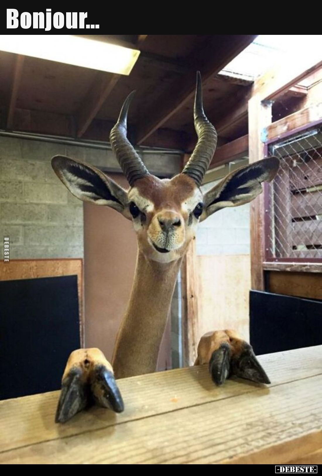 Bonjour...