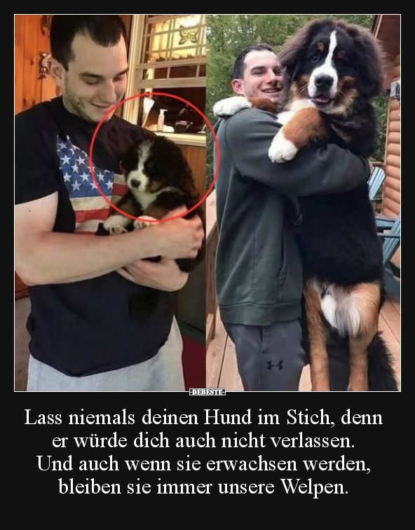 Lustige Bilder zum Thema: Hund, Wenn, Welpen