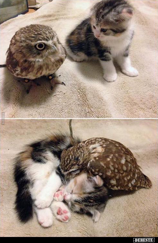 Päuschen DEBESTE.de