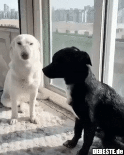 Das ist das schönste was ich je gesehen habe..