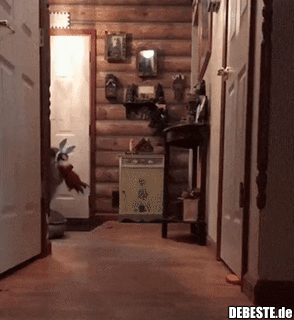 Der Osterhase versteckt jetzt wieder Möhren..