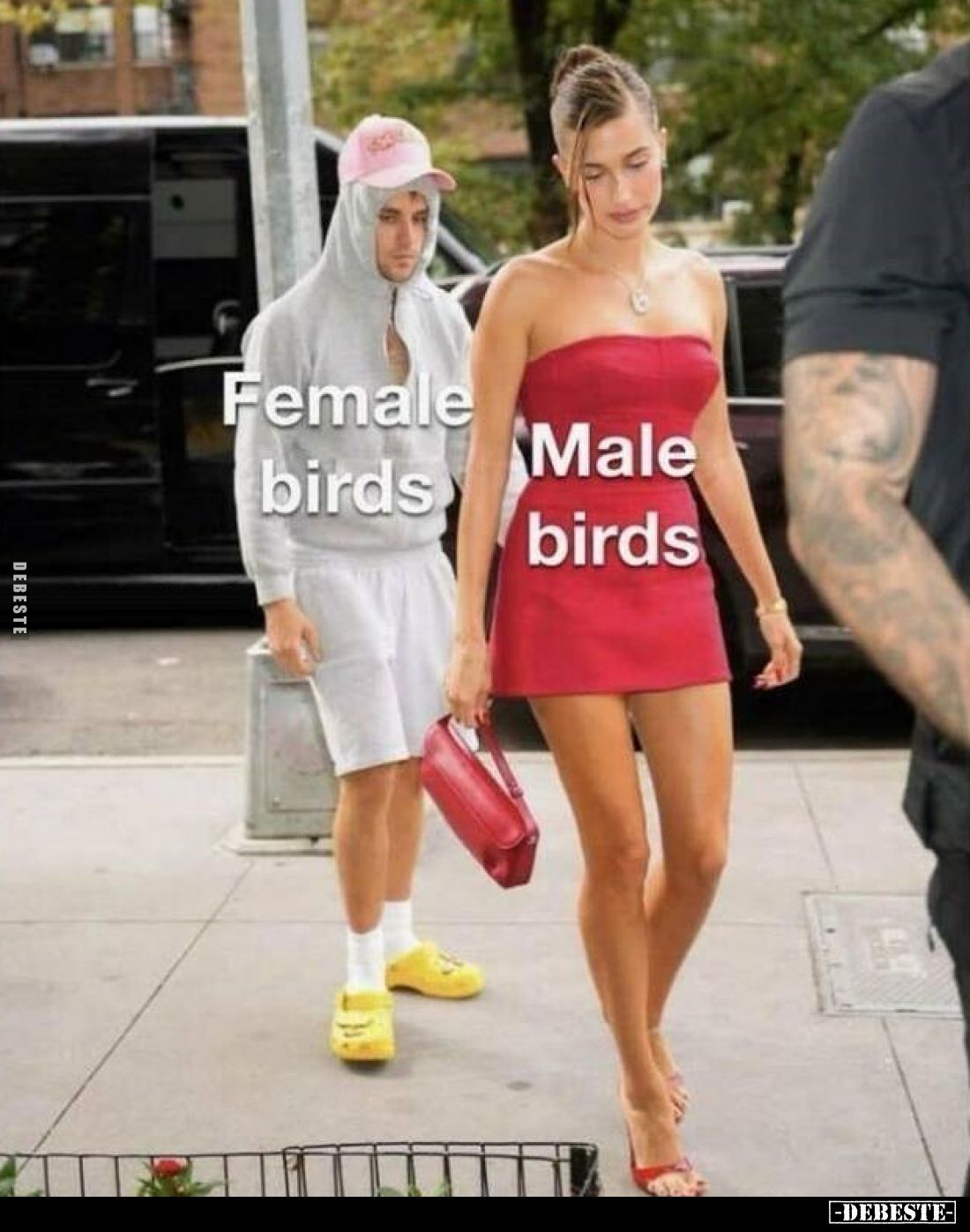 Female birds 
-
Male birds