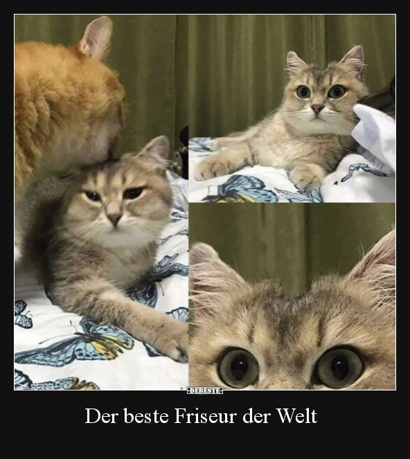 Der beste Friseur der Welt.. - Lustige Bilder | DEBESTE.de