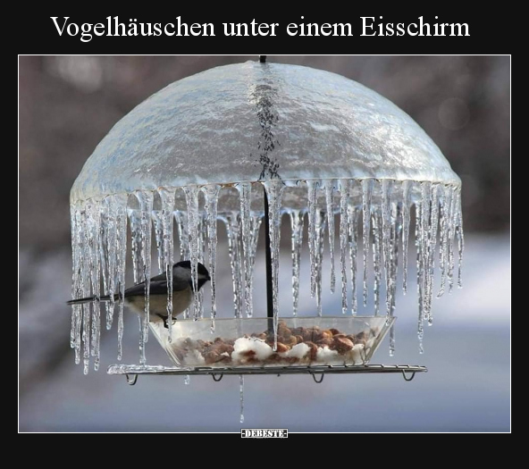 Vogelhäuschen unter einem Eisschirm.. - Lustige Bilder | DEBESTE.de