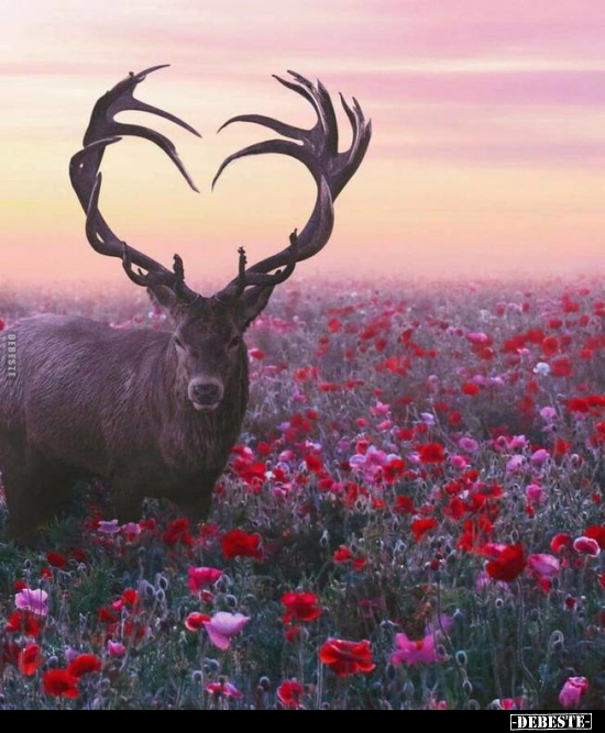  - Lustige Bilder | DEBESTE.de