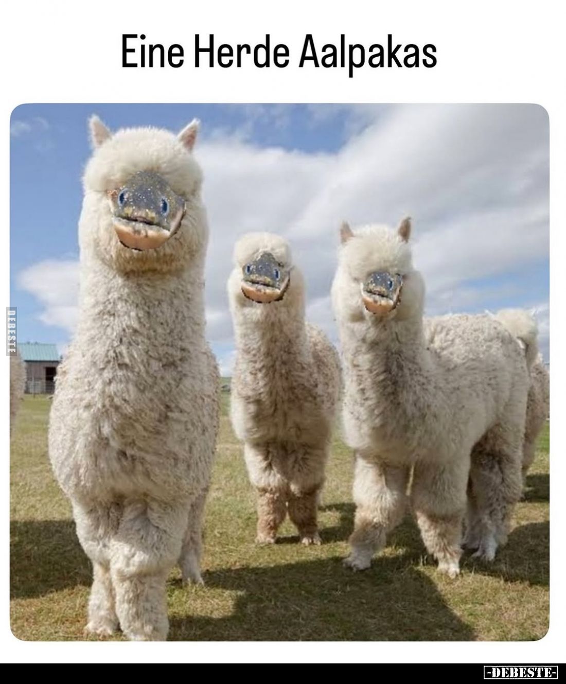 Eine Herde Aalpakas.