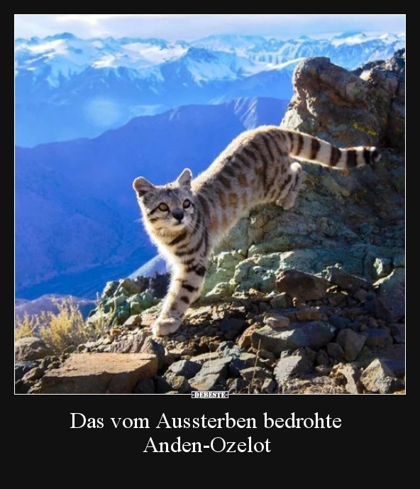 Das vom Aussterben bedrohte Anden-Ozelot.. - Lustige Bilder | DEBESTE.de