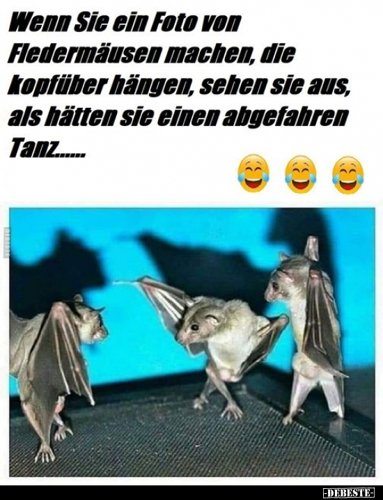 Wenn Sie ein Foto von Fledermäusen machen, die kopfüber.. - Lustige Bilder | DEBESTE.de