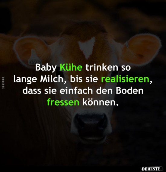 Baby Kühe trinken so lange Milch.. - Lustige Bilder | DEBESTE.de
