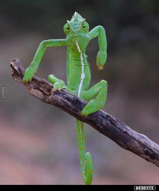  - Lustige Bilder | DEBESTE.de