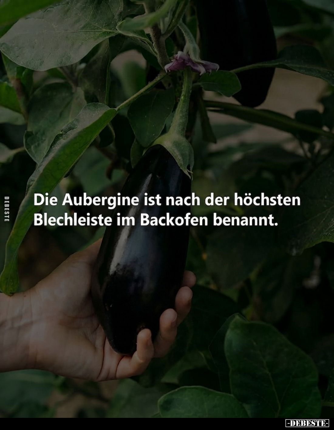 Die Aubergine ist nach der höchsten Blechleiste im Backofen benannt.