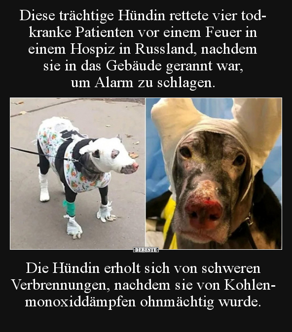 Diese trächtige Hündin rettete vier todkranke Patienten.. - Lustige Bilder | DEBESTE.de