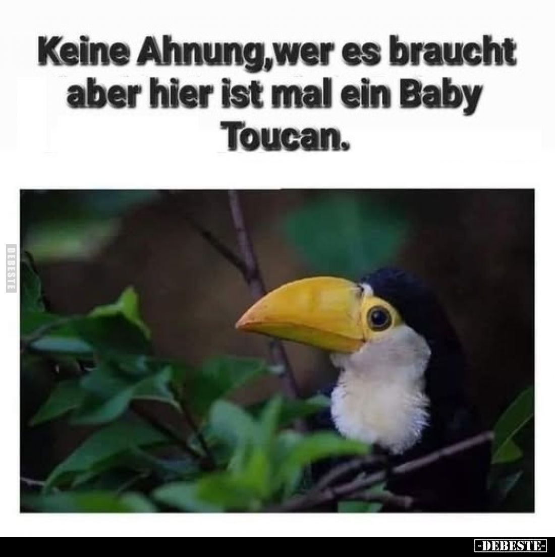 Keine Ahnung, wer es braucht aber hier ist mal ein Baby Toucan.