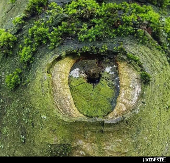  - Lustige Bilder | DEBESTE.de