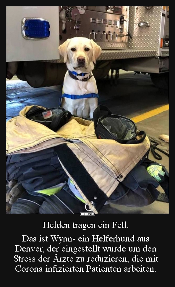 Helden tragen ein Fell. Das ist Wynn- ein Helferhund aus.. - Lustige Bilder | DEBESTE.de