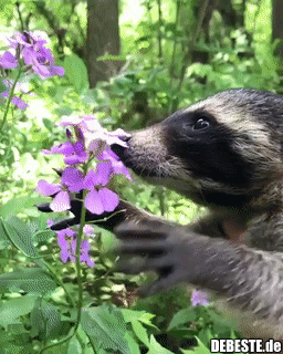 Die Blüten mag ich..