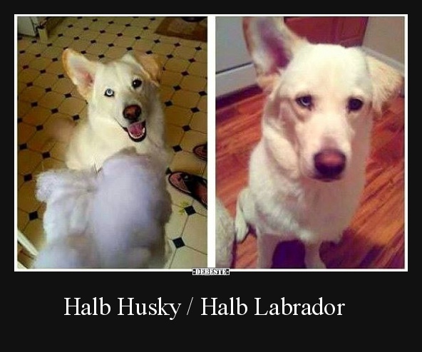  Halb Husky / Halb Labrador - Lustige Bilder | DEBESTE.de