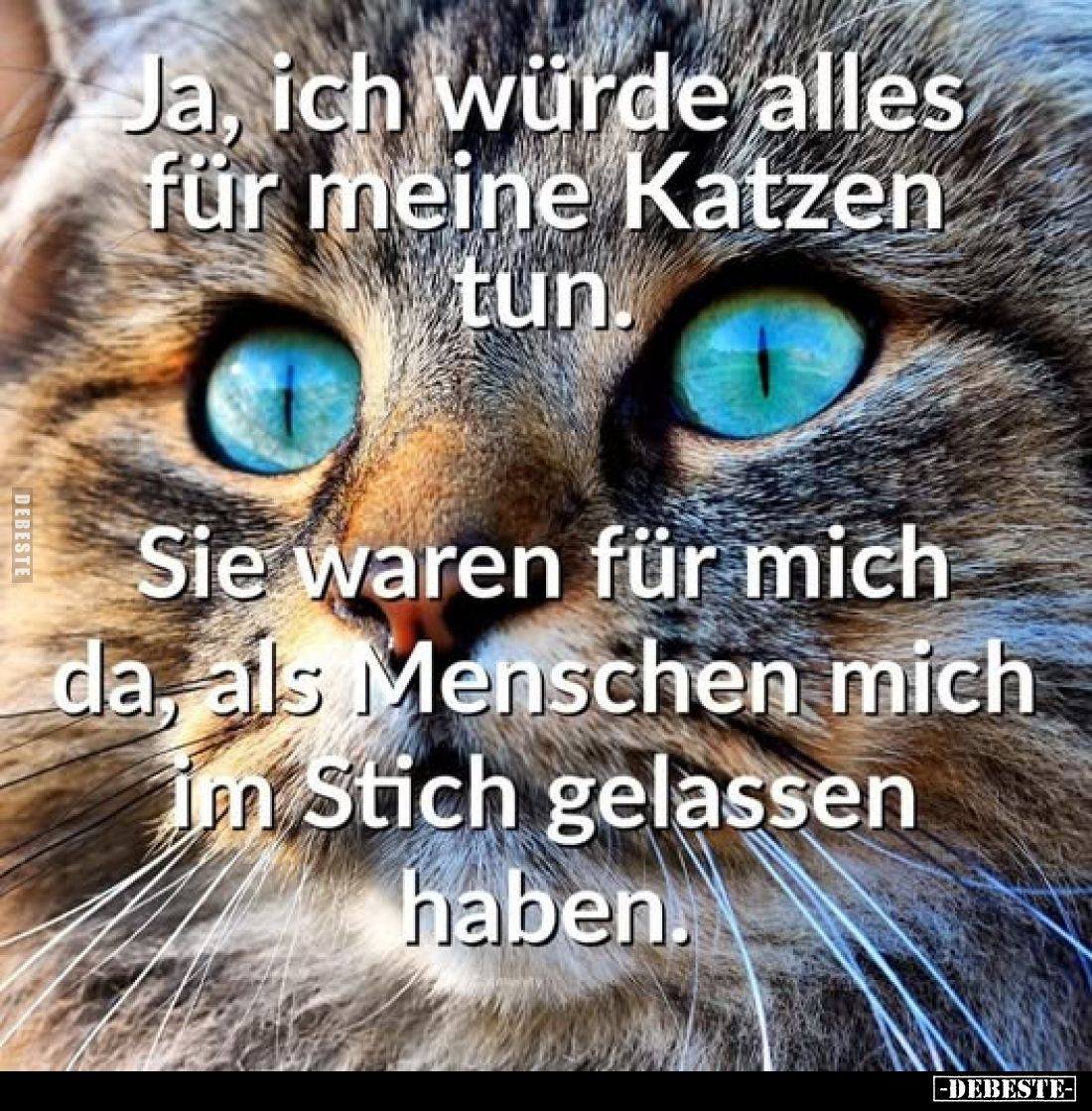 Ja, ich würde alles für meine Katzen tun.
Sie waren für mich da, als Menschen mich im Stich gelassen haben.