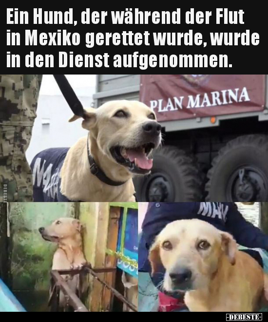 Ein Hund, der während der Flut in Mexiko gerettet wurde.. - Lustige Bilder | DEBESTE.de