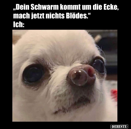 "Dein Schwarm kommt um die Ecke, mach jetzt nichts.."