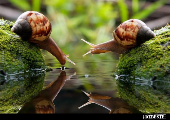  - Lustige Bilder | DEBESTE.de