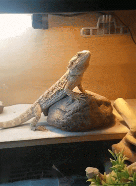 Das sind nicht die Droiden, die ihr sucht...