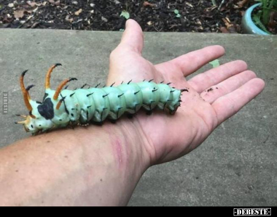  - Lustige Bilder | DEBESTE.de