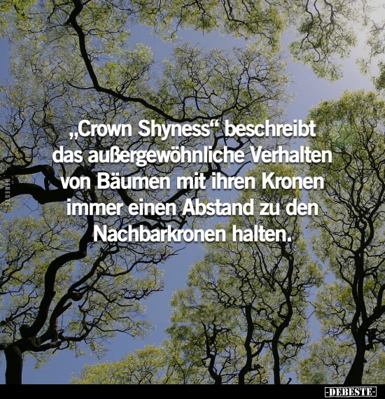 "Crown Shyness" beschreibt das außergewöhnliche Verhalten.. - Lustige Bilder | DEBESTE.de