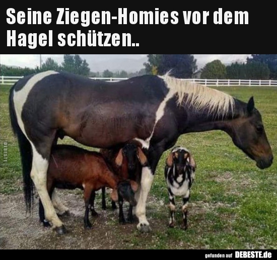 Seine Ziegen-Homies vor dem Hagel schützen.. - Lustige Bilder | DEBESTE.de