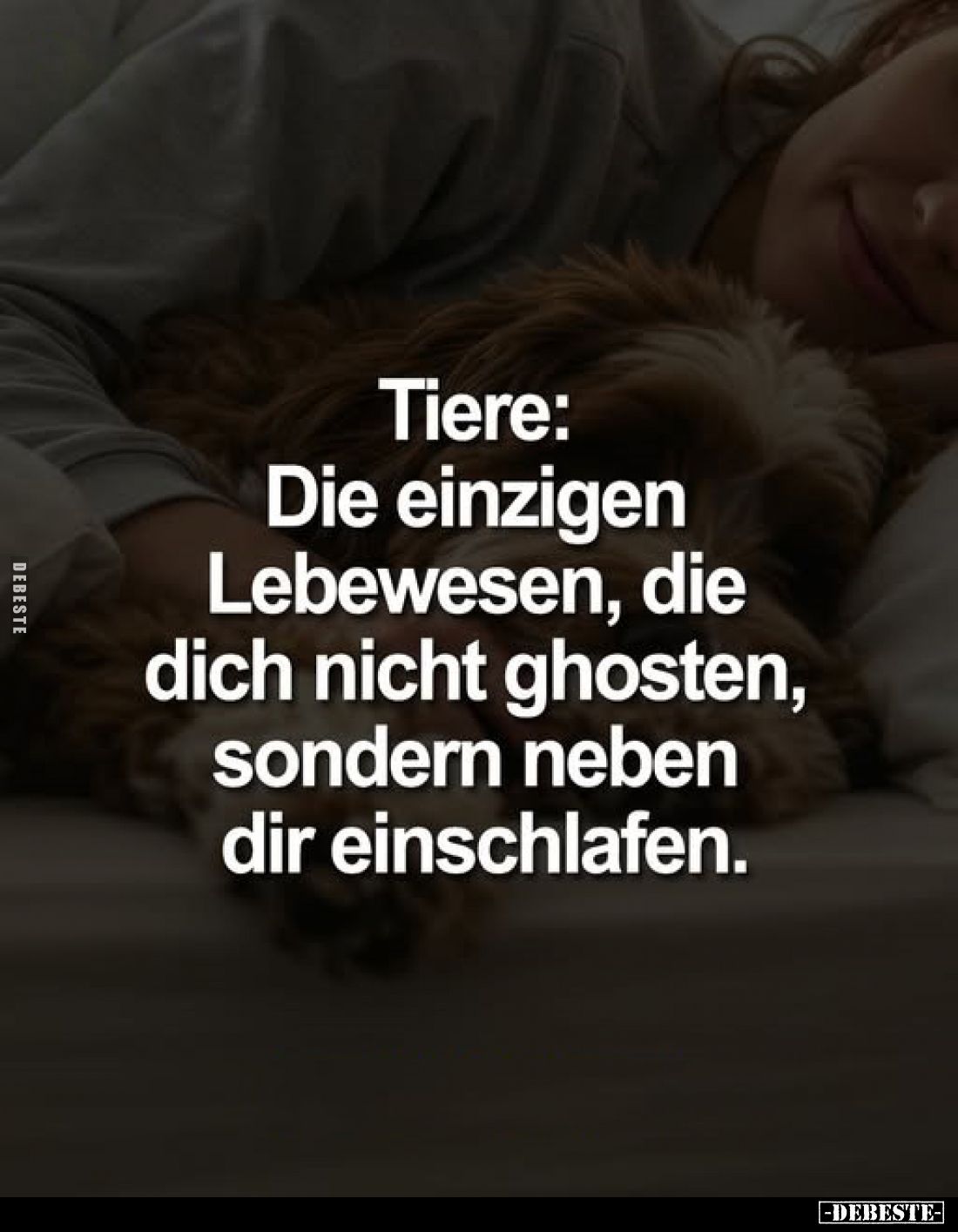 Tiere: Die einzigen Lebewesen, die dich nicht ghosten, sondern neben dir einschlafen.