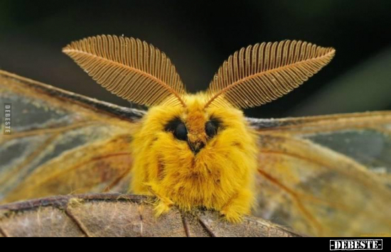 Putziges Kerlchen.. - Lustige Bilder | DEBESTE.de