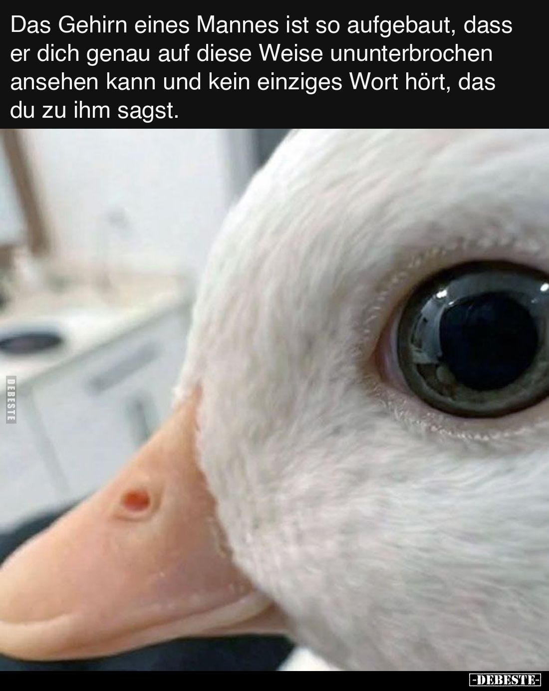 Das Gehirn eines Mannes ist so aufgebaut, dass er dich.. - Lustige Bilder | DEBESTE.de