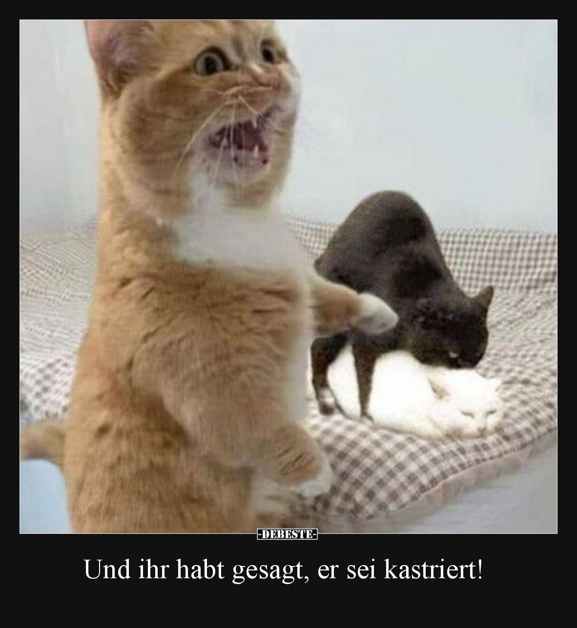 Und ihr habt gesagt, er sei kastriert!