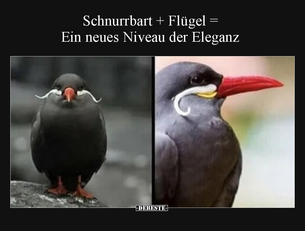 Schnurrbart + Flügel = Ein neues Niveau der Eleganz