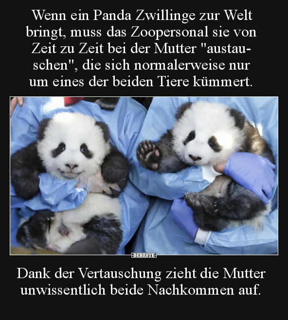 Wenn ein Panda Zwillinge zur Welt bringt, muss das.. - Lustige Bilder | DEBESTE.de