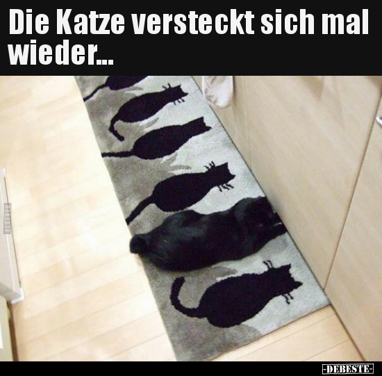 Die Katze versteckt sich mal wieder...