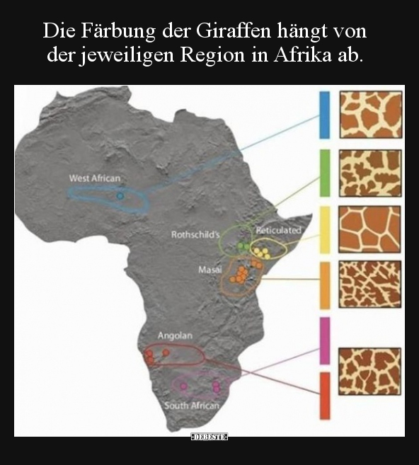 Die Färbung der Giraffen hängt von der jeweiligen Region.. - Lustige Bilder | DEBESTE.de