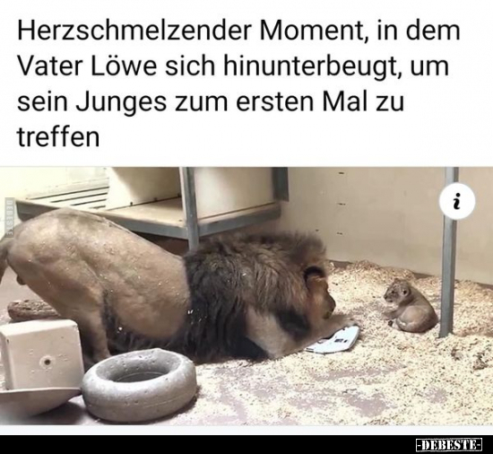Herzschmelzender Moment, in dem Vater Löwe sich.. - Lustige Bilder | DEBESTE.de