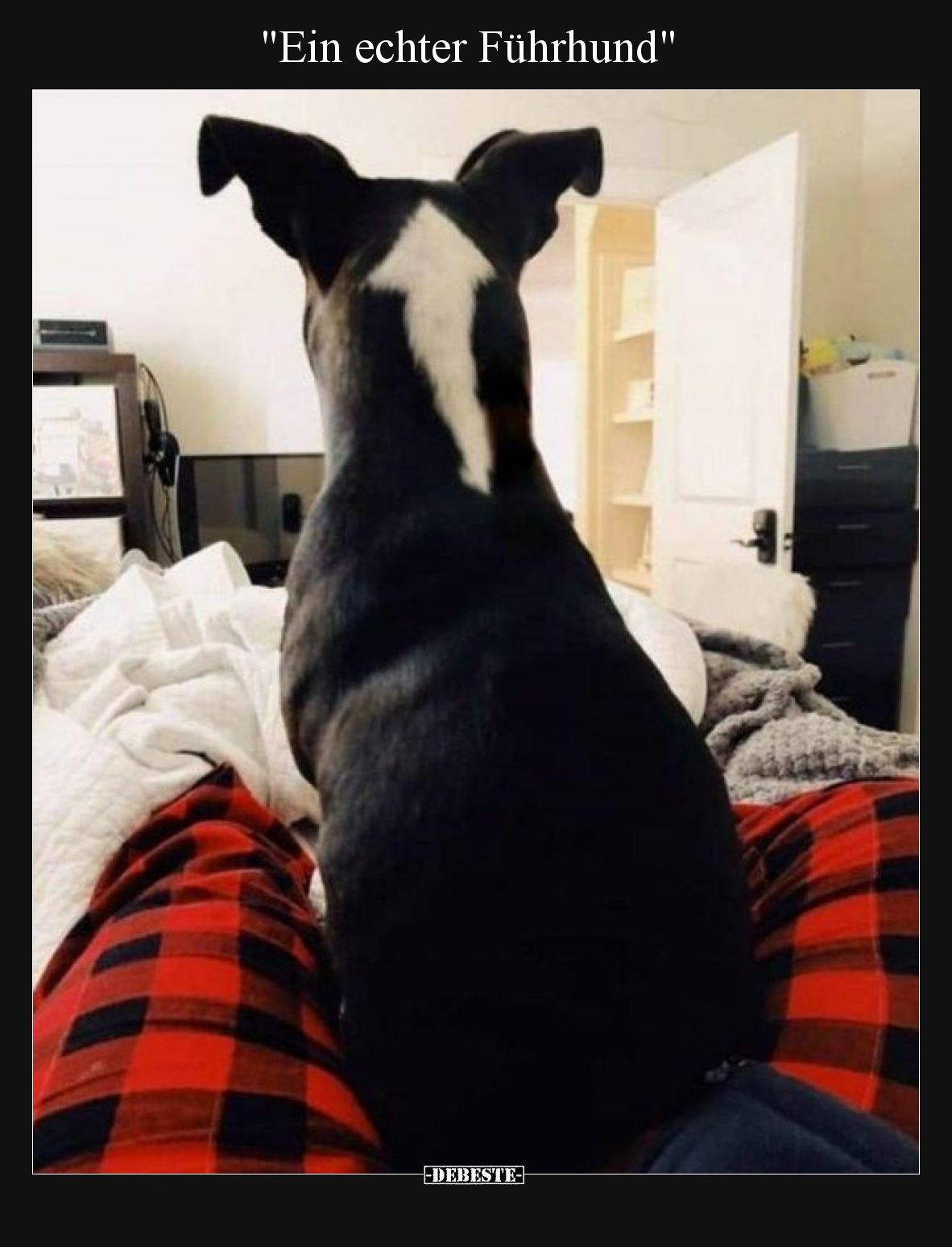 "Ein echter Führhund"