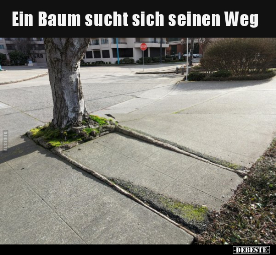 Ein Baum sucht sich seinen Weg.. - Lustige Bilder | DEBESTE.de