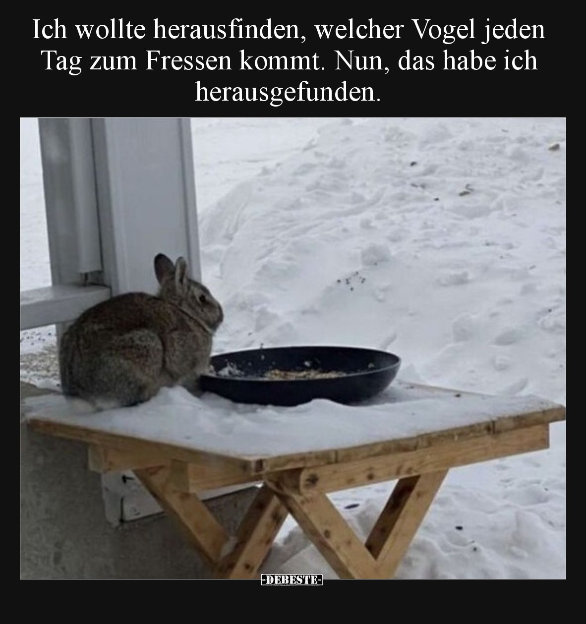 Ich wollte herausfinden, welcher Vogel jeden Tag zum.. - Lustige Bilder | DEBESTE.de