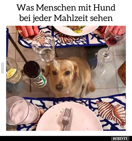 Was Menschen mit Hund bei jeder Mahlzeit sehen... - Lustige Bilder | DEBESTE.de