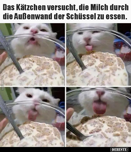 Das Kätzchen versucht, die Milch durch die Außenwand der..