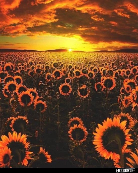  - Lustige Bilder | DEBESTE.de