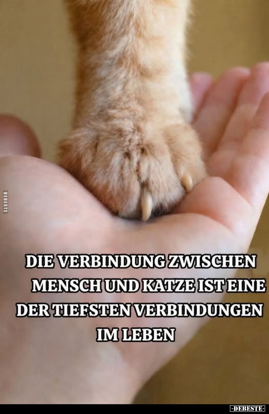 Die Verbindung zwischen Mensch und Katze.. - Lustige Bilder | DEBESTE.de