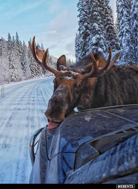  - Lustige Bilder | DEBESTE.de