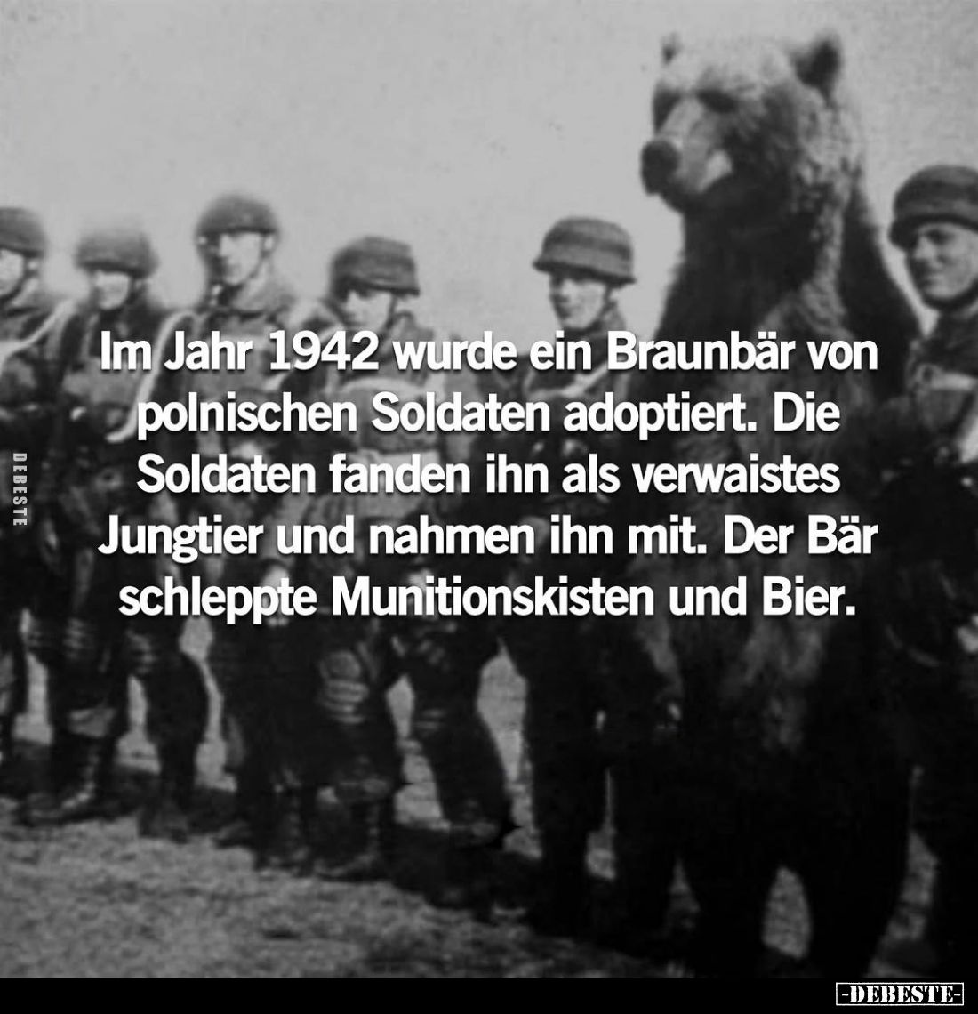 Im Jahr 1942 wurde ein Braunbär von polnischen Soldaten adoptiert. Die Soldaten fanden ihn als verwaistes Jungtier und nahmen...