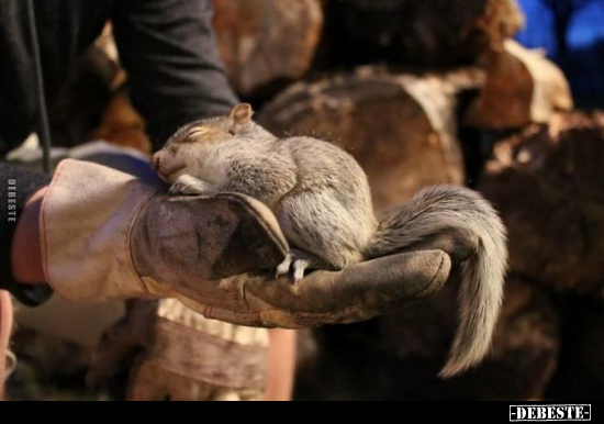  - Lustige Bilder | DEBESTE.de