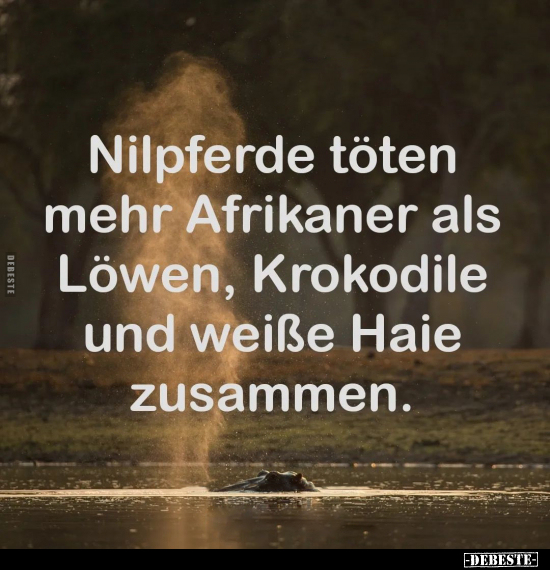 Nilpferde töten mehr Afrikaner als.. - Lustige Bilder | DEBESTE.de